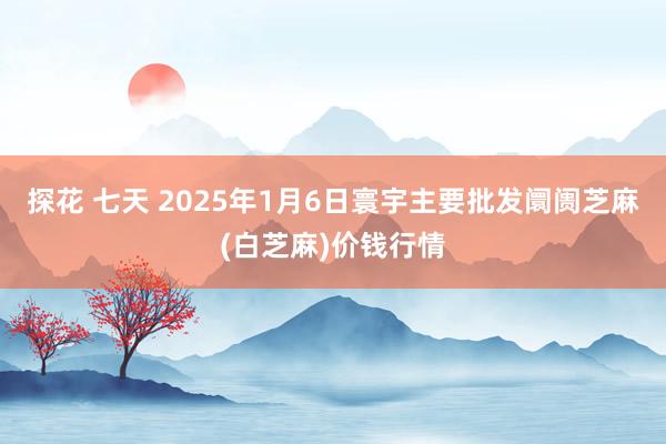 探花 七天 2025年1月6日寰宇主要批发阛阓芝麻(白芝麻)